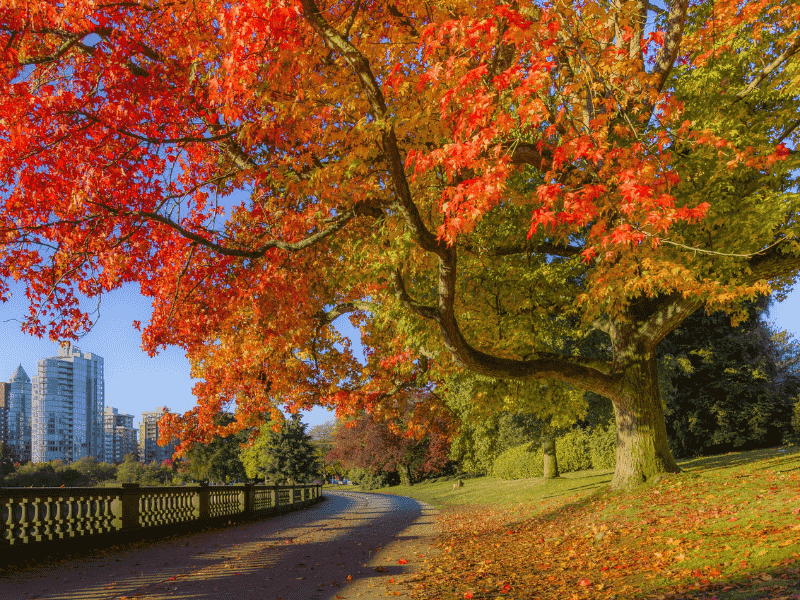 cong-vien-stanley-park