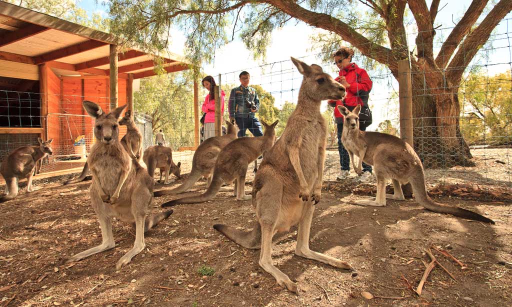 nong-trai-warrook-cattle-farm